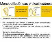Monocotiledôneas e Dicotiledôneas (7)