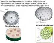 Monocotiledôneas e Dicotiledôneas (11)