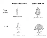 Monocotiledôneas e Dicotiledôneas (17)