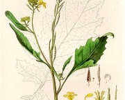 Mostarda Negra Brassica Nigra (9)
