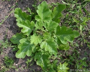 Mostarda Negra Brassica Nigra (16)