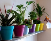 Plantas Para Dentro de Casa (1)