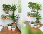 Plantas Para Dentro de Casa (11)