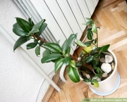 Plantas Que Podem Ficar Dentro de Casa (1)