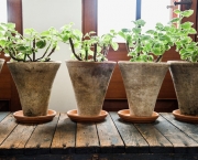 Plantas Que Podem Ficar Dentro de Casa (2)