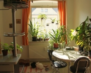Plantas Que Podem Ficar Dentro de Casa (4)