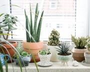 Plantas Que Podem Ficar Dentro de Casa (12)