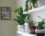 Plantas Que Podem Ficar Dentro de Casa (17)