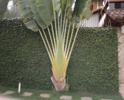A Bananeira Ornamental (5)