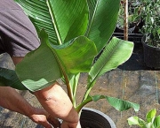 A Bananeira Ornamental (7)