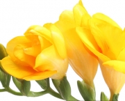 Beautiful yellow freesia isolated on white