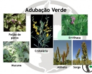 adubacao-verde (5)