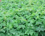 adubacao-verde (11)