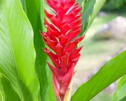 A-250-9 Alpinia purpurata