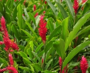 Alpinia (2)