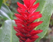 Alpinia (3)