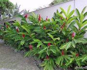 Alpinia (4)