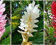 Alpinia (5)