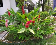 Alpinia (6)