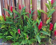 Alpinia (7)