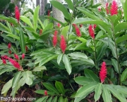 Alpinia (8)