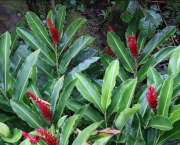 Alpinia (9)