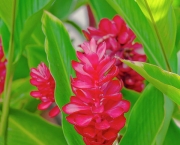 Alpinia (10)