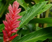 Alpinia (11)