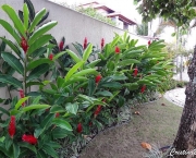 Alpinia (12)