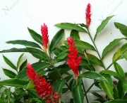 Alpinia (13)