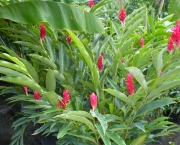 Alpinia (14)