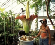 Amorphophallus-1