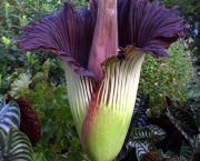 Amorphophallus-2