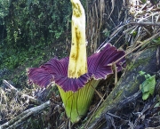 Amorphophallus-3