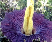 Amorphophallus-5