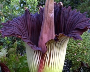 Amorphophallus-6