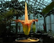 Amorphophallus-8