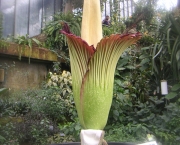 Amorphophallus-9