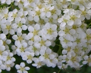 Flores-comestíveis-angelica-Buddha-Spa-Blog