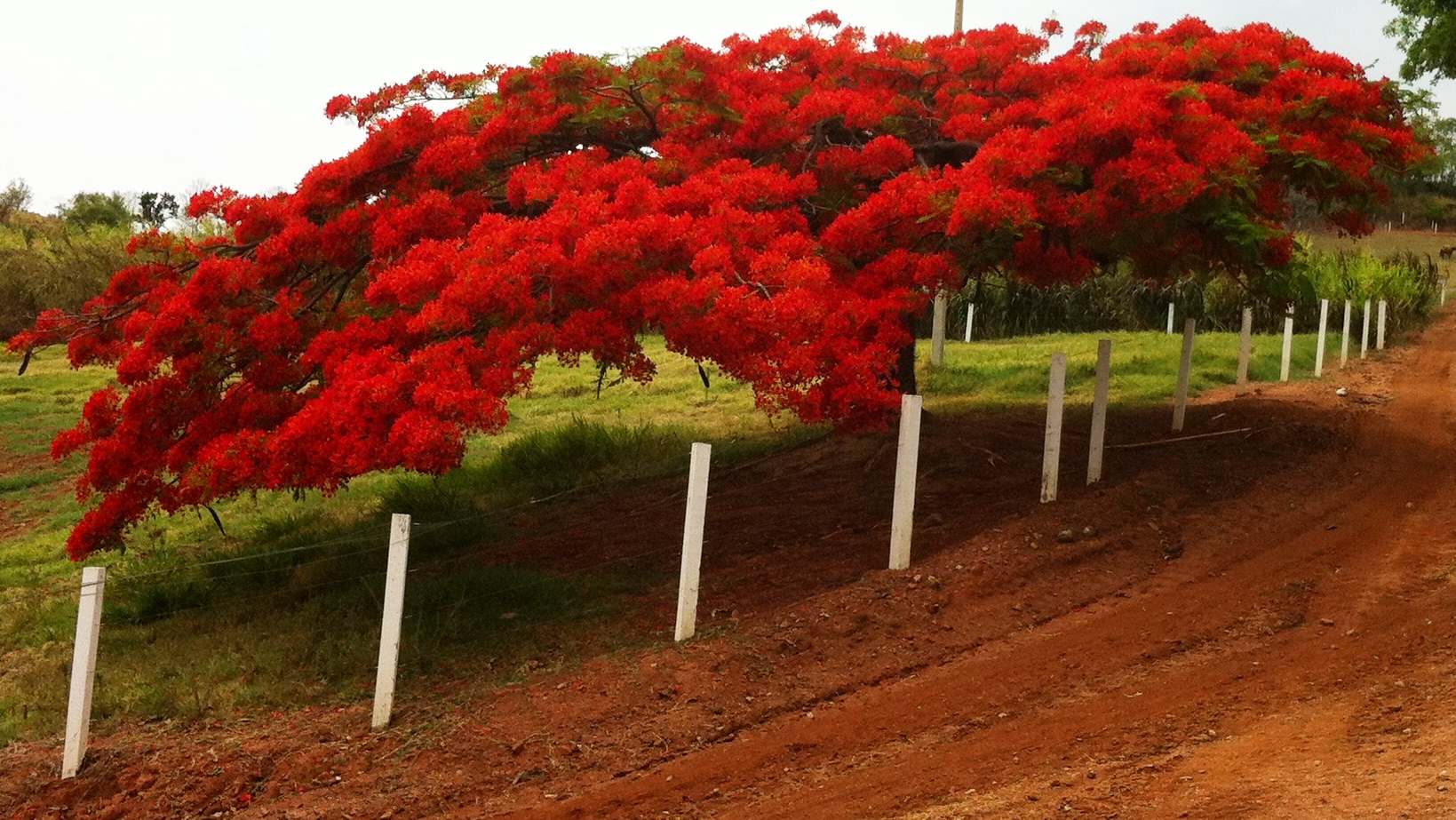 As Principais Árvores Floríferas do Brasil.