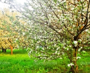 Beautiful blooming of decorative white apple and fruit trees over bright blue sky in colorful vivid spring park full of green grass by dawns early light with first sun rays, fairy heart of nature