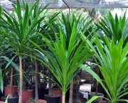 As Dracenas (3)