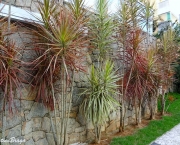 As Dracenas (4)