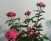 As Rosas (3)