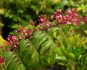 averrhoa-carambola-flowers