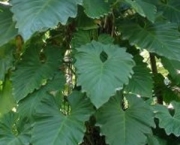 babosa-de-pau-conhecida-como-filodendro (9)