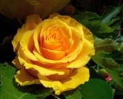 Banho de Rosa Amarela - Como Fazer (6)