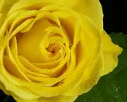 Banho de Rosa Amarela - Como Fazer (11)