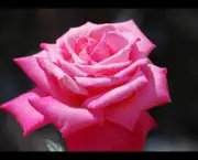 Banho de Rosas Cor de Rosa (17)