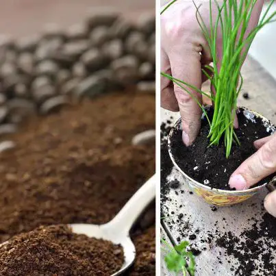 Aprenda como usar a borra de café para adubar as plantas | Flores - Cultura Mix